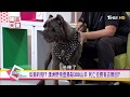 黑幫最愛猛犬!"卡斯羅犬"全台僅5隻 500億毛商機火熱!? 國民大會 20180711 (完整版)