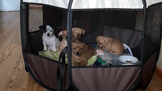 Lunch for little puppies