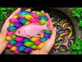 Catch beautiful aquarium fish in small pond baby turtles, pencil fish, glass guppy, nemo, crabs