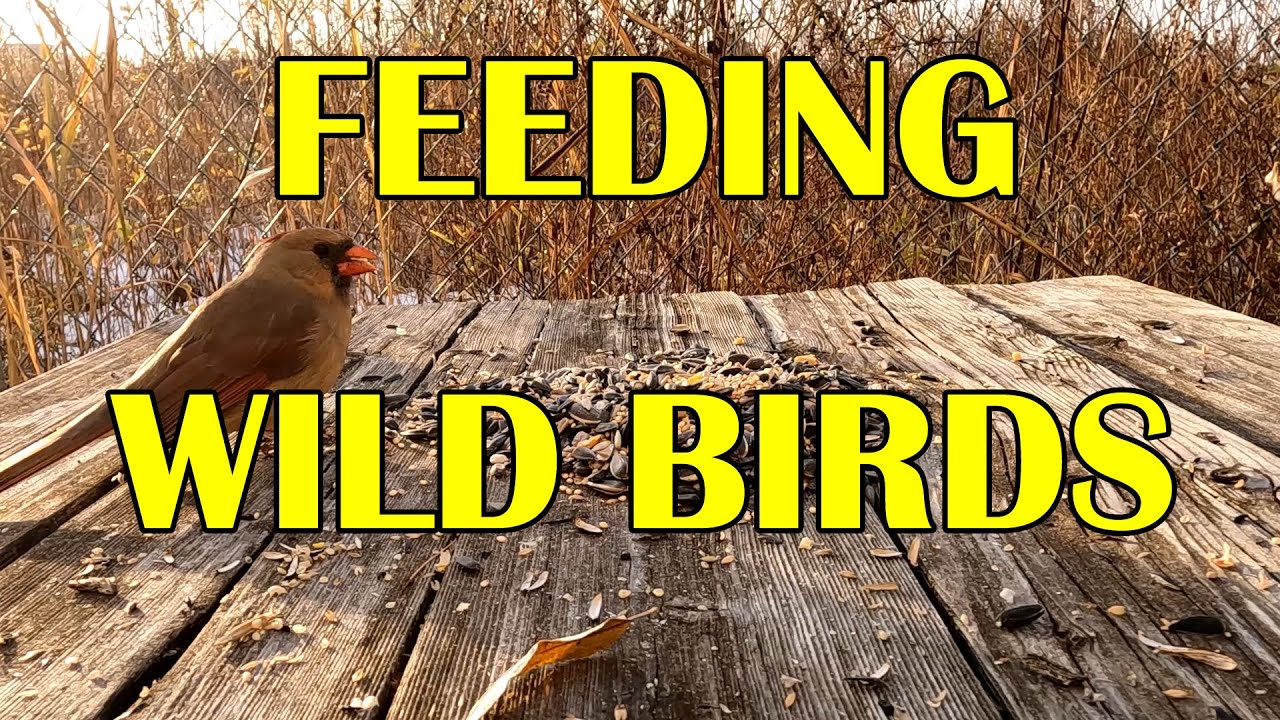Feeding Wild Birds - The Easiest Way To Help Them - YouTube