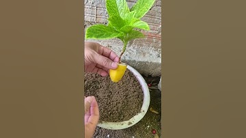 Propagation of hydrangeas with bananas is very effective