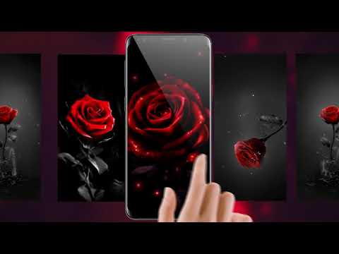 Red Rose Live Wallpapers for android!