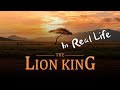 The Lion King in Real Life thumbnail