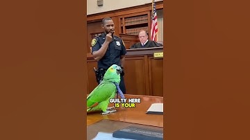 "Ik veracht deze rechtbank!" - USA Parrot vernietigt rechter 😂