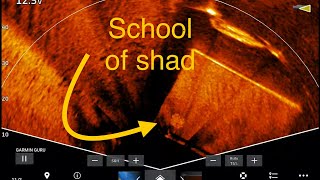 Garmin Livescope: Perspective Mode is Clearly Better Than 360