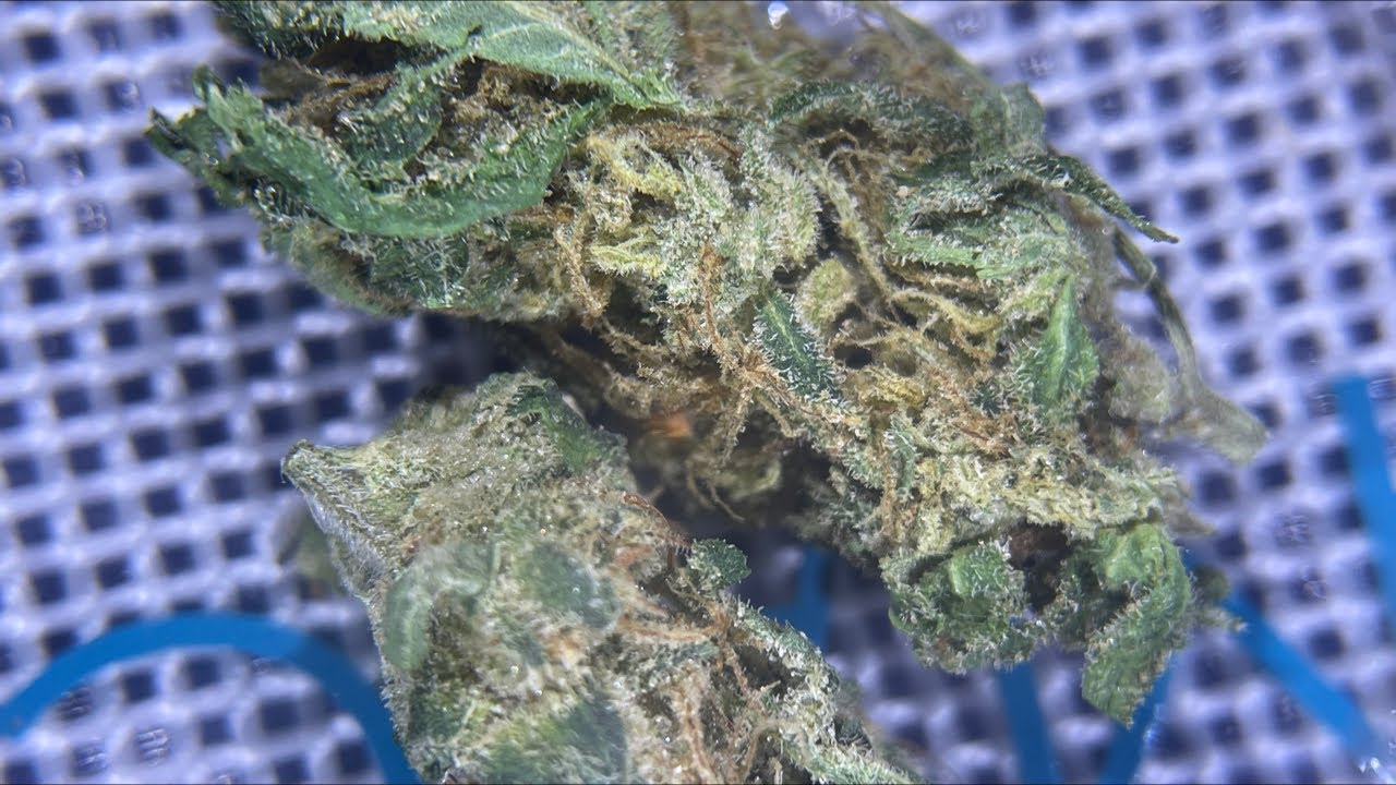 CRESCO CHAOS KUSH SUPPLY QUARTER YouTube