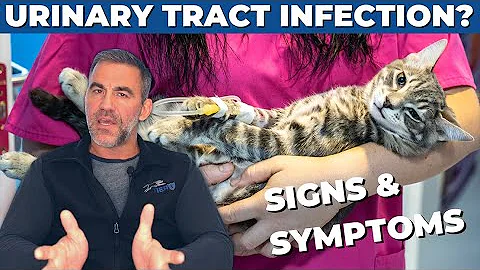 How to Tell if Your Cat Has a Bladder Infection - 5 Signs of UTI | Dr. Sean McPeck, DVM
