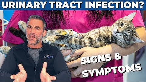 How to Tell if Your Cat Has a Bladder Infection - 5 Signs of UTI | Dr. Sean McPeck, DVM