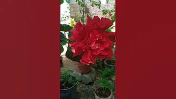 RajiT Km8rs Hybrid Hibiscus Blooming Beauty Flowers Garden Happy 
