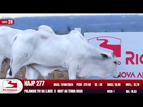 LOTE 26   HAJP 307 HAJP 277