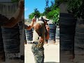 A pistola que mudou o mercado