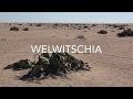 Balade en namibie le 8  la welwitschia plante unique 