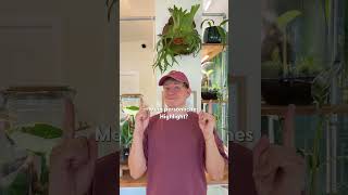 Diese Highlights Erwarten Dich Bei Berlin Plant In Berlin Weißensee