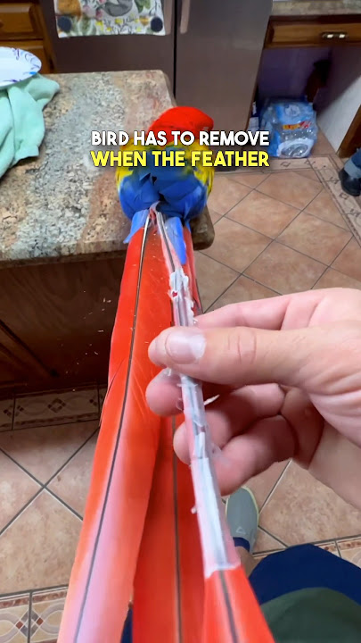 Unboxing a Brand New Parrot 😲