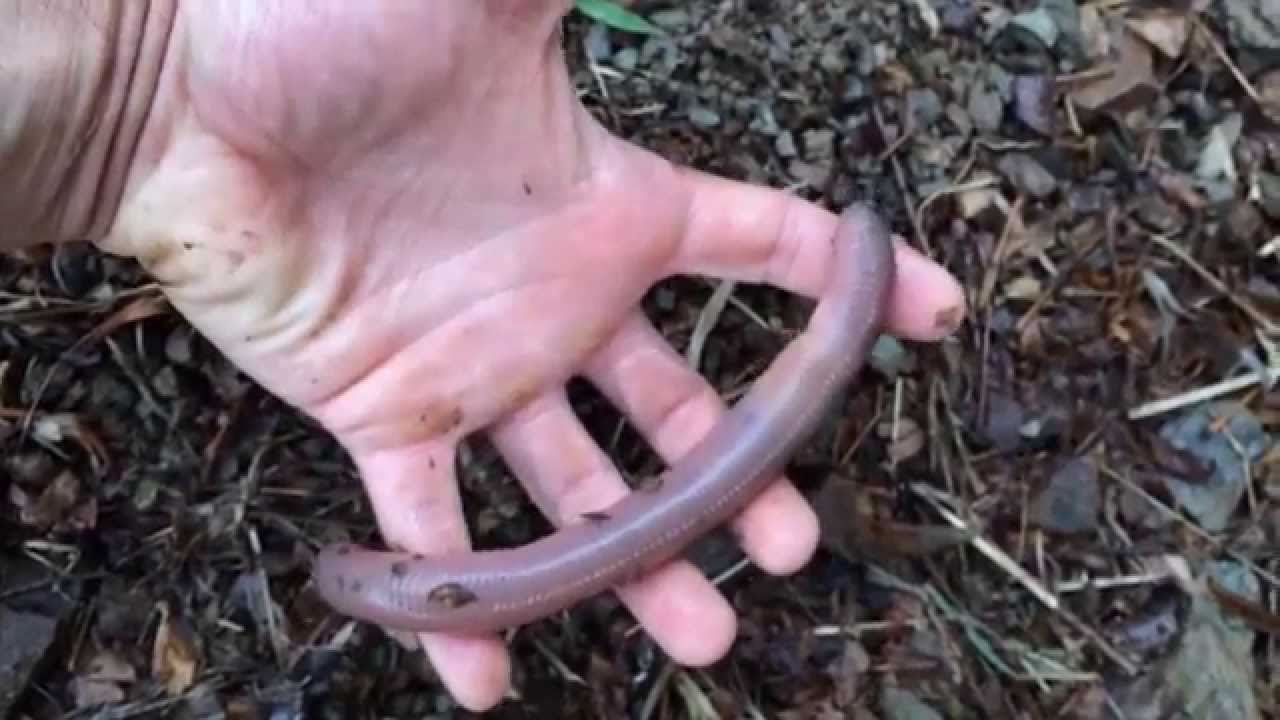 download giant earthworm for sale