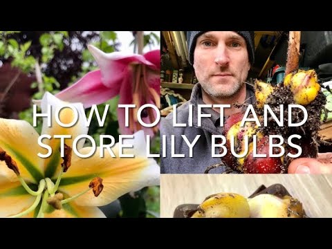 Video: Lelijų svogūnėlių laikymas: kaip prižiūrėti lelijų augalą žiemą