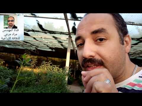 فيديو: نار (عشب): زراعة ورعاية