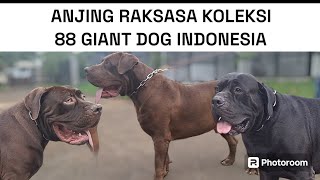 ANJING BOERBOEL RAKSASA DARI 88 GIANT DOG INDONESIA ‼️ BIKIN KANDANG ANJING HABIS PULUHAN JUTA ‼️