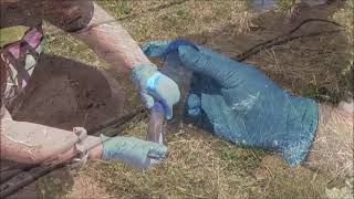 Soil Protists and Plant Health