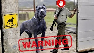Top 10 BEST Unbeatable Guard Dogs|Guardians of the Night 20232024 by animalwondery*