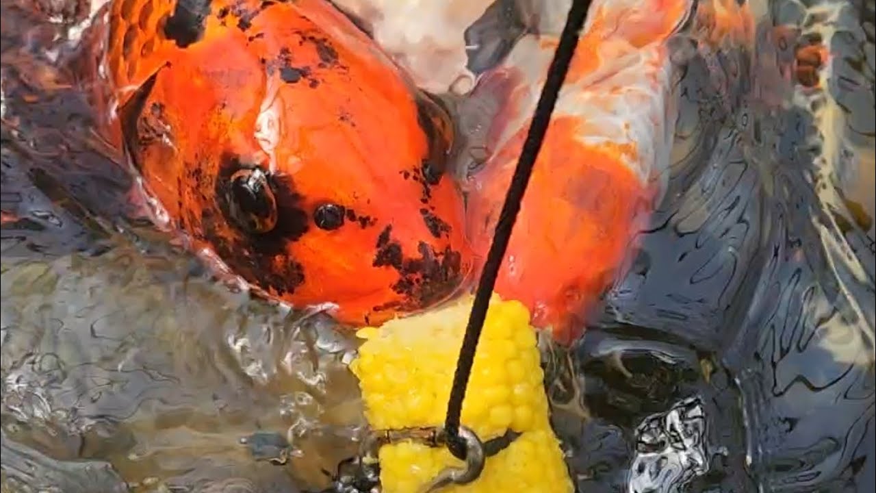 Koi Fish String Koi Corn On String Treat 😋 😍 #koifish #organic ##homestead #koi # ...