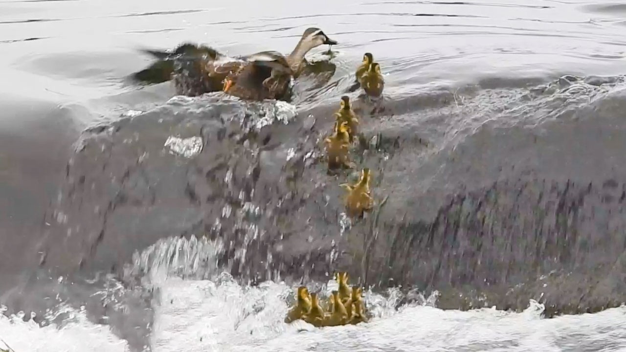 Duck Family 0607G🦆ヒナが母を間違えた。雛混ぜカオス。初めて見る