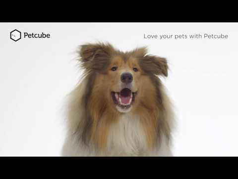 Petcube Drives Innovation Forward in Connected Pet Category with New HD Camera and Cloud Service Expansion