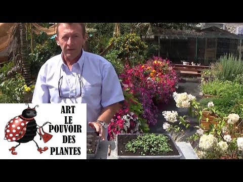 Vidéo: Types De Myosotis, Caractéristiques De Cultivation