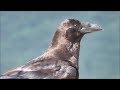 Cuervo grande (Corvus corax) Common Raven