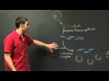 Transformation and Protein Expression | MIT 7.01SC Fundamentals of Biology