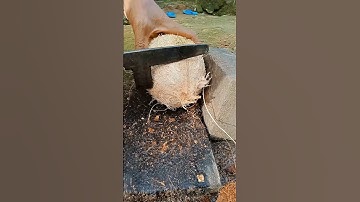 jumbo coconut | removing coconut meat from shell