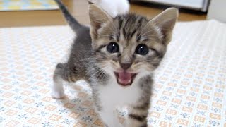 The kitten follows the camera while barking [please watch with subtitles] by ねこねこチャンネル 39,132 views 11 days ago 6 minutes, 17 seconds