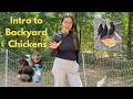 Easy Intro to Backyard Chickens