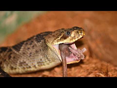 Amazing Snake Hunt: What Happens When a Reptile Sees Prey!