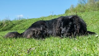 How to Take Care of Your Newfoundland Dog's Skin