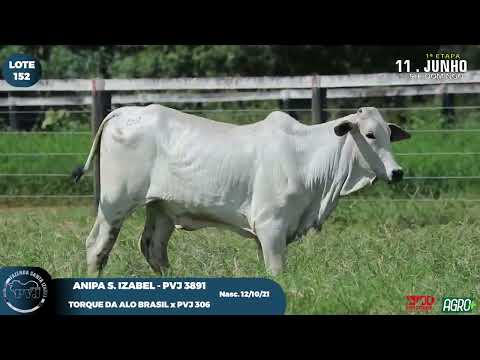 LOTE 152   PVJ 3891