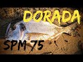 DORADA a SPINNING [1K] con el SPM 75 de BASSDAY