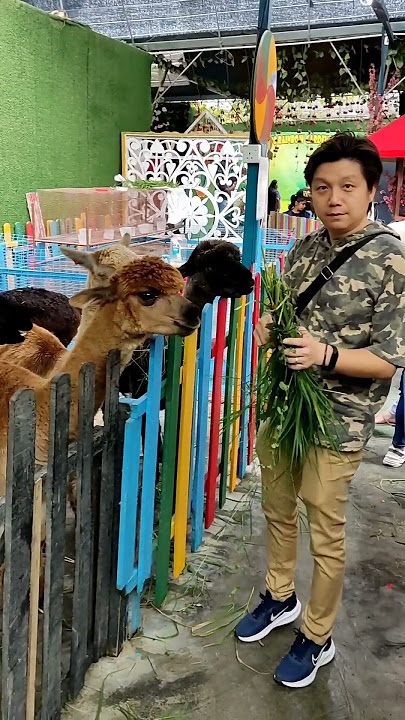 Animal Feeding Rainbow Garden Cameron Highlands alpaca sheep parakeet rabbit chicken petting zoo