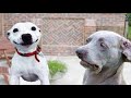 3 minutes of funny animals