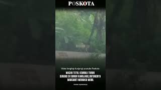 Macan Tutul Kembali Turun Gunung Di Sumur Kamojang, Untungnya Warganet Memakai Mobil