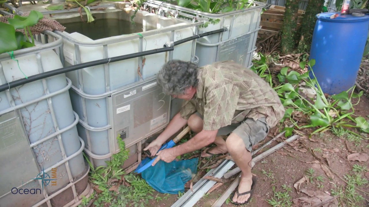 Emission n°18 : TILAPIAS: la Renaissance d’une espèce