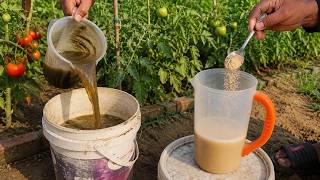 Tomatoes & Cucumbers LOVE This Homemade Fertilizer