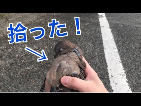 ハトが落ちてたから食べてみたよ