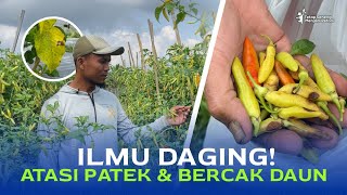 Easy Tips for Dealing with Leaf Spots and Leaf Scabs from Young Farmers