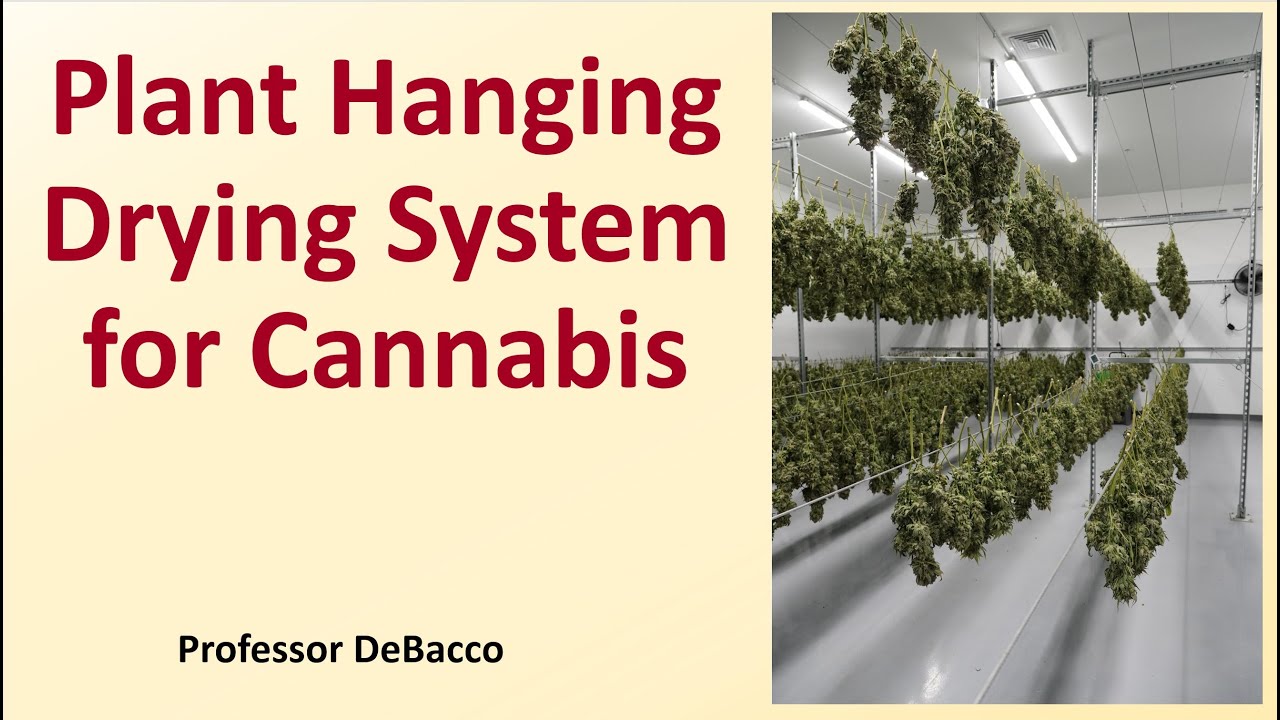 Plant Hanging Drying System for Cannabis
