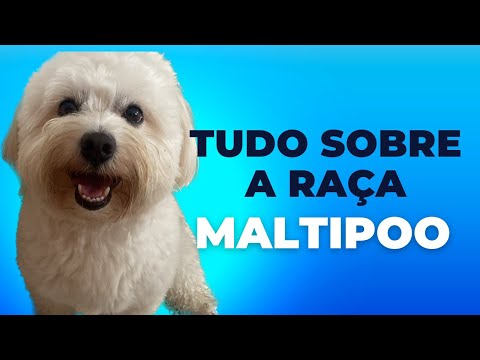 Vídeo: Frutas cítricas são perigosas para animais de estimação?