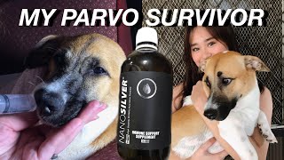 My Parvo Survivor: Symptoms \u0026 Treatment 