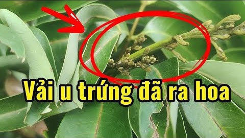 Cây vải u đã ra hoa,liệu những cây còn đỏ có kịp vào bờ không 