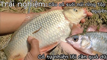 Đi rừng câu cá chép tự nhiên và cá suối hoang dã cực kỳ thú vị...