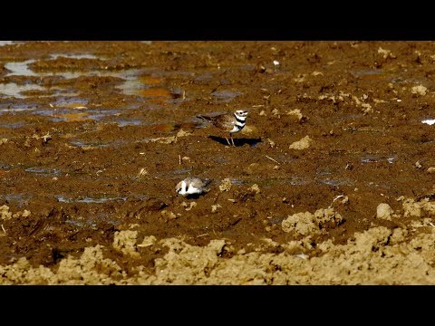 Videó: Killdeer Madár, Fészke és Zenei Fesztivál